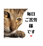 猫♥️面白♥️日常♥️（個別スタンプ：4）