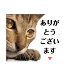 猫♥️面白♥️日常♥️（個別スタンプ：5）