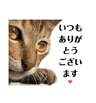 猫♥️面白♥️日常♥️（個別スタンプ：6）