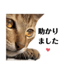 猫♥️面白♥️日常♥️（個別スタンプ：7）