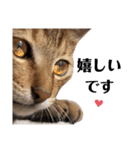 猫♥️面白♥️日常♥️（個別スタンプ：8）