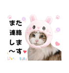 猫♥️面白♥️日常♥️（個別スタンプ：10）