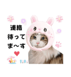 猫♥️面白♥️日常♥️（個別スタンプ：11）