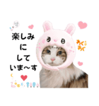 猫♥️面白♥️日常♥️（個別スタンプ：12）