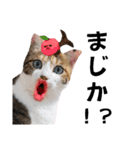 猫♥️面白♥️日常♥️（個別スタンプ：13）