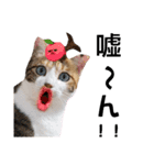 猫♥️面白♥️日常♥️（個別スタンプ：14）