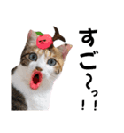 猫♥️面白♥️日常♥️（個別スタンプ：15）