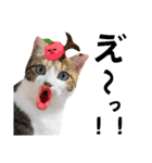 猫♥️面白♥️日常♥️（個別スタンプ：16）