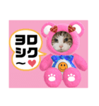 猫♥️面白♥️日常♥️（個別スタンプ：18）