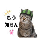 猫♥️面白♥️日常♥️（個別スタンプ：21）