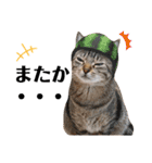 猫♥️面白♥️日常♥️（個別スタンプ：24）