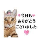 猫♥️面白♥️日常♥️（個別スタンプ：25）