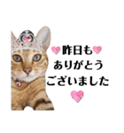 猫♥️面白♥️日常♥️（個別スタンプ：26）