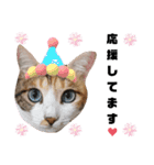 猫♥️面白♥️日常♥️（個別スタンプ：27）
