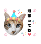猫♥️面白♥️日常♥️（個別スタンプ：28）