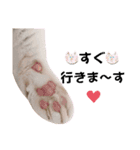 猫♥️面白♥️日常♥️（個別スタンプ：31）