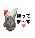 猫♥️面白♥️日常♥️（個別スタンプ：33）