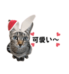 猫♥️面白♥️日常♥️（個別スタンプ：34）