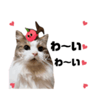 猫♥️面白♥️日常♥️（個別スタンプ：35）