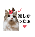 猫♥️面白♥️日常♥️（個別スタンプ：36）