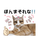 猫♥️面白♥️日常♥️（個別スタンプ：37）