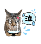 猫♥️面白♥️日常♥️（個別スタンプ：38）
