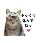 猫♥️面白♥️日常♥️（個別スタンプ：39）