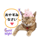 猫♥️面白♥️日常♥️（個別スタンプ：40）