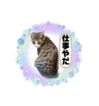 七夕家のにゃんず（個別スタンプ：4）