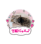 七夕家のにゃんず（個別スタンプ：5）