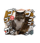 七夕家のにゃんず（個別スタンプ：7）