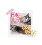 七夕家のにゃんず（個別スタンプ：8）
