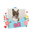 七夕家のにゃんず（個別スタンプ：9）