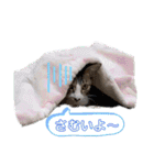 七夕家のにゃんず（個別スタンプ：12）