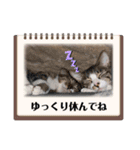 七夕家のにゃんず（個別スタンプ：13）