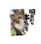 七夕家のにゃんず（個別スタンプ：14）