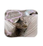 七夕家のにゃんず（個別スタンプ：15）