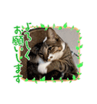 七夕家のにゃんず（個別スタンプ：16）