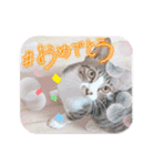 七夕家のにゃんず（個別スタンプ：18）
