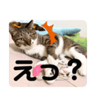 七夕家のにゃんず（個別スタンプ：19）