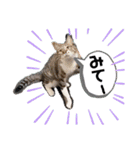七夕家のにゃんず（個別スタンプ：21）