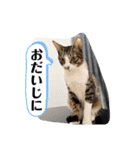 七夕家のにゃんず（個別スタンプ：22）