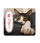 七夕家のにゃんず（個別スタンプ：23）