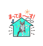 七夕家のにゃんず（個別スタンプ：24）