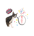 七夕家のにゃんず（個別スタンプ：25）