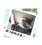 七夕家のにゃんず（個別スタンプ：26）