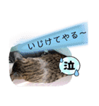 七夕家のにゃんず（個別スタンプ：28）