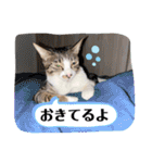 七夕家のにゃんず（個別スタンプ：29）