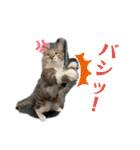 七夕家のにゃんず（個別スタンプ：31）