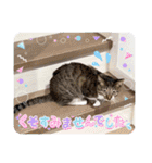 七夕家のにゃんず（個別スタンプ：32）